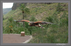 фото "Majestic Fly"