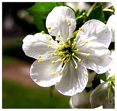 фото "White spring`s flower"