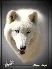фото "Atka, male Wolf"