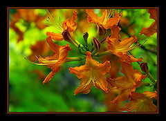 фото "***2"