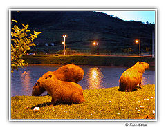 photo "Capivaras"
