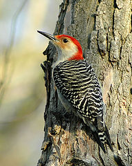 photo "woodpecker"