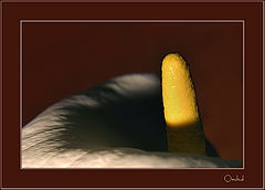photo "lines of a life: orchid"