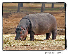 фото "Feast"