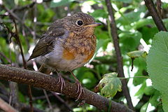 photo "Robin in currant bush"