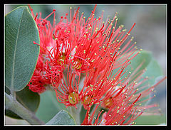 photo "Red Beauty"