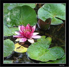 photo "rose water lily"