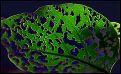 photo "Surprising piece a life"