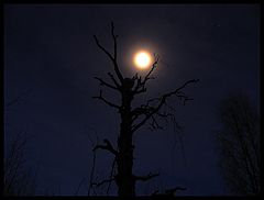 photo "Tree and Moon"