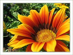 photo "Colors of summer"