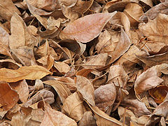 photo "autumn"