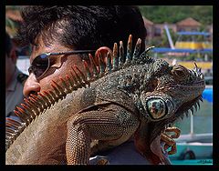 photo "Good pal"
