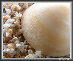фото "the shell"