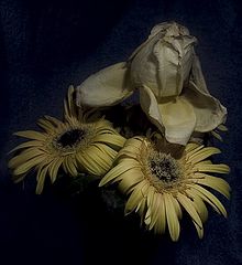 фото "Увядание праздника 2"