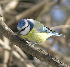photo "A beautiful bird"