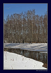 photo "Birchwood"