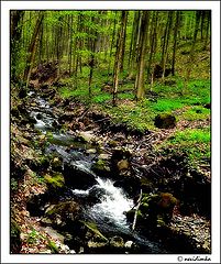photo "Spring forest"
