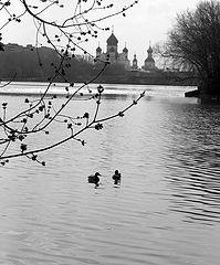 photo "a spring morning"