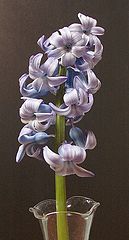 photo "Flowers"