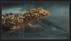 фото "Reptile"