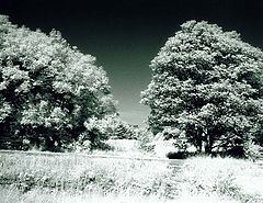 фото "Wasteland"