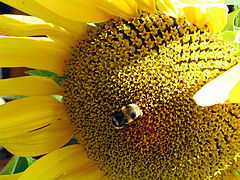 photo "inside the yellow"