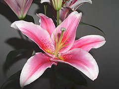 фото "La Vie en Rose"