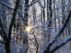 photo "winter sun"