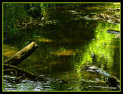 photo "***"
