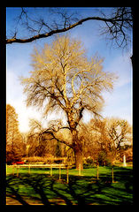 фото "treee"
