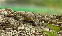 photo "lizard"