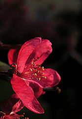 фото "Spring in red"