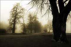 photo "heather's lament"