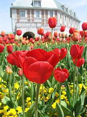 photo "Coming Spring"