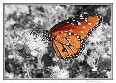 photo "Monarch"