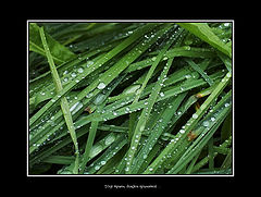 photo "Pattern of a grass, a rain trampled down..."