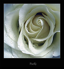 фото "Purify"