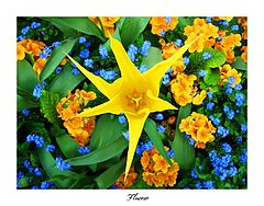 фото "Flowers"