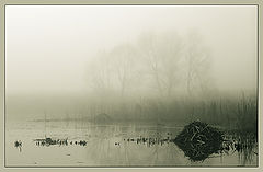 photo "Foggy calm."