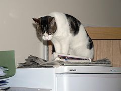 фото "Clever cat - reading the news"