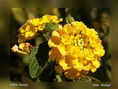photo "Yellow Beauty"