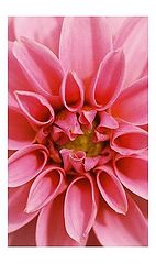 фото "Pink Funnels"
