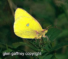 фото "yellow butterfly"