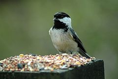photo "Chikadee's treasure"