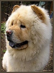 photo "Mr. Dog"