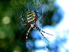 photo "spider"