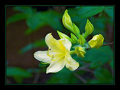 фото "***5"