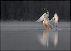 фото "First light of dawn"