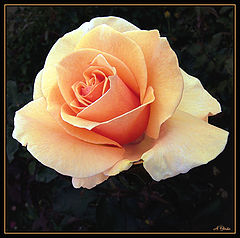 photo "Tenderness"