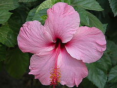 фото "Flower"